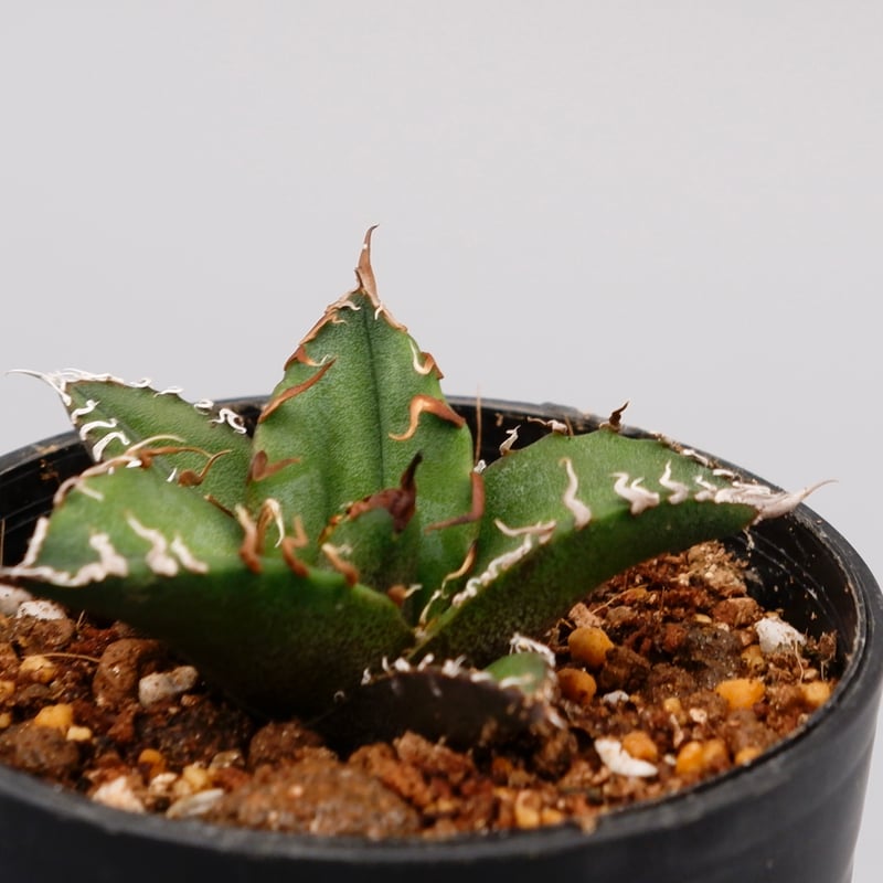 アガベ　チタノタ　シーザー アガベ チタノタ シーザー Agave titanota caesar 095 | Sunny