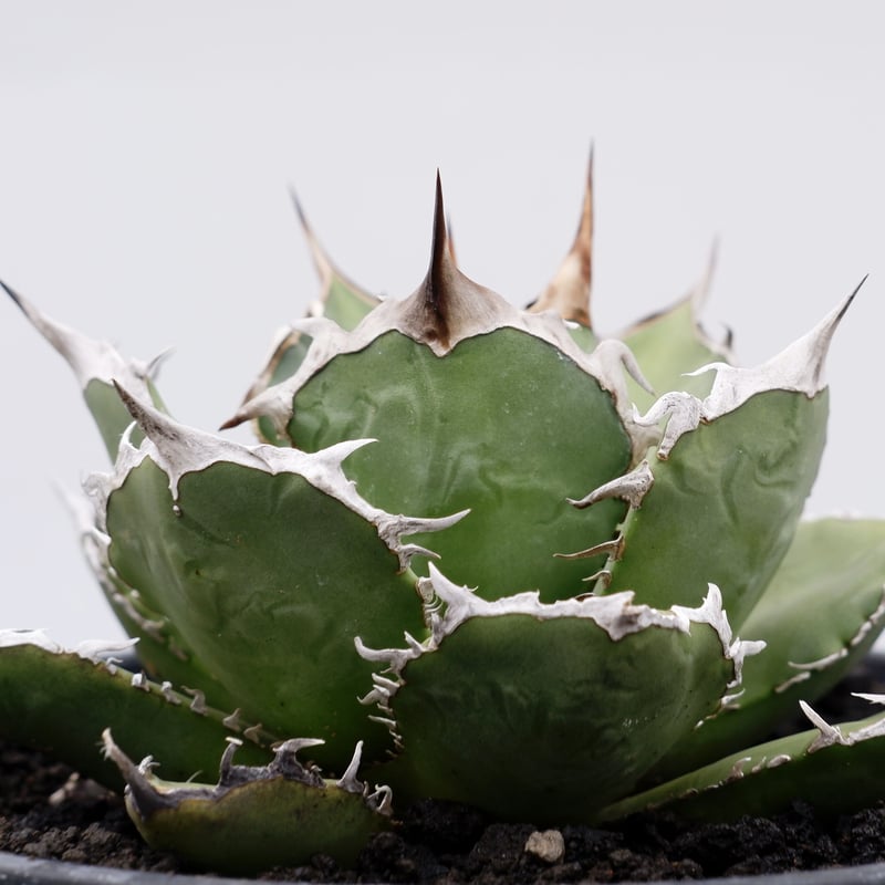アガベ チタノタ 烈焔 002 Agave titanota 烈焔 | Sunny Branch アガベ チタノタ 烈焔 002 Agave titanota 烈焔 | Sunny Branch