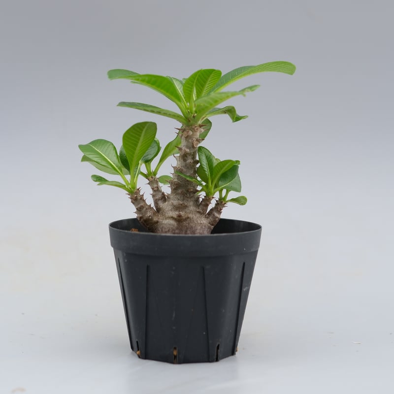 パキポディウム ウィンゾリー 実生株 039 Pachypodium windsorii |