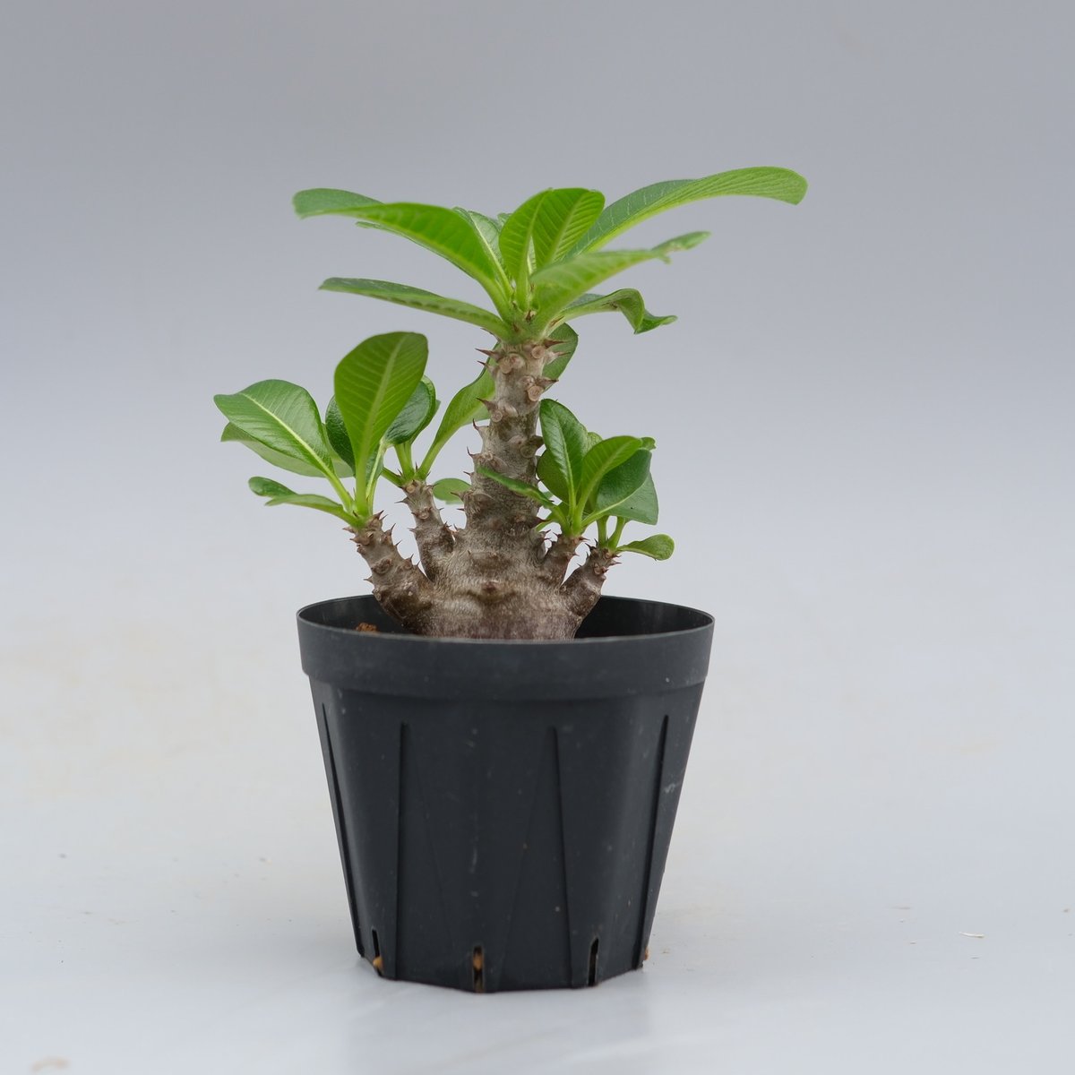 パキポディウム ウィンゾリー 実生株 039 Pachypodium windsorii |