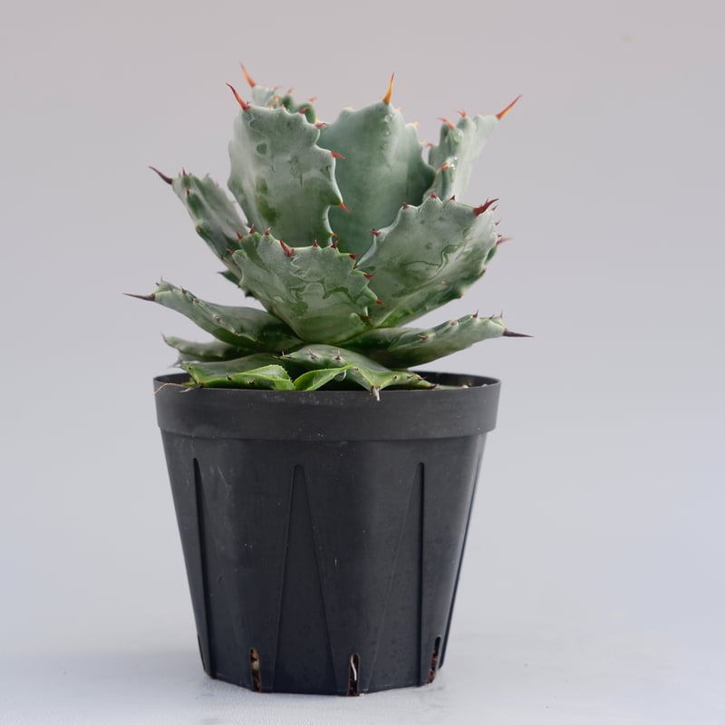 子株付き アガベ イシスメンシス 実生株 Agave isthmensis | Sunny