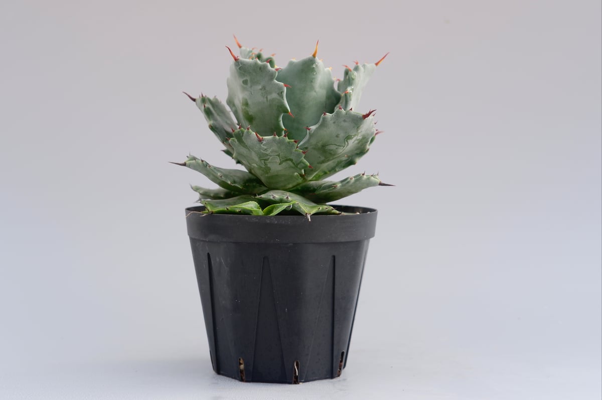 三島イシスメンシス　子株出品 子株付き アガベ イシスメンシス 実生株 Agave isthmensis