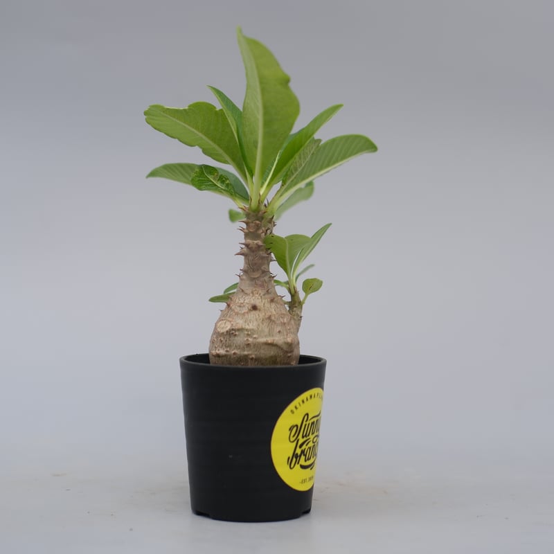 パキポディウム ウィンゾリー pw10 パキポディウム ウィンゾリー pw10