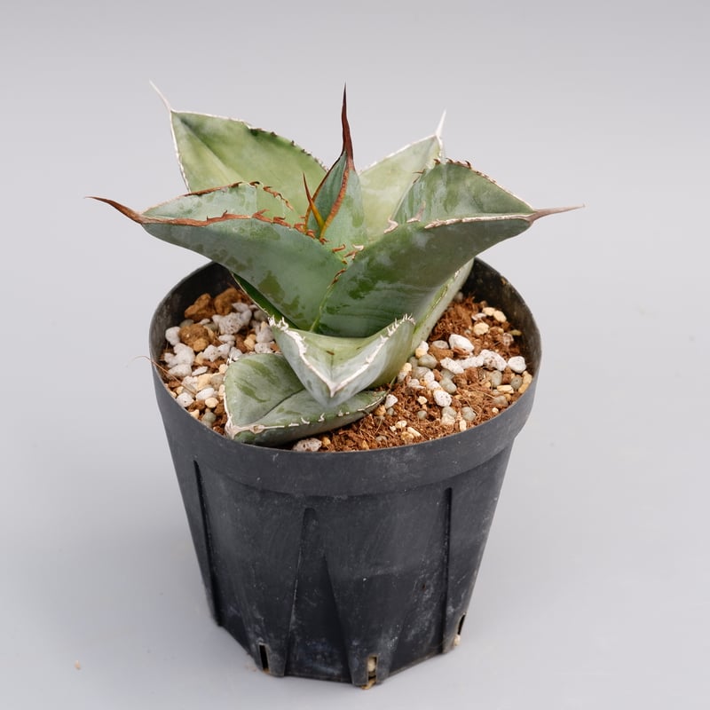 アガベ チタノタ ホワイトアイス Agave titanota whiteice 018 |