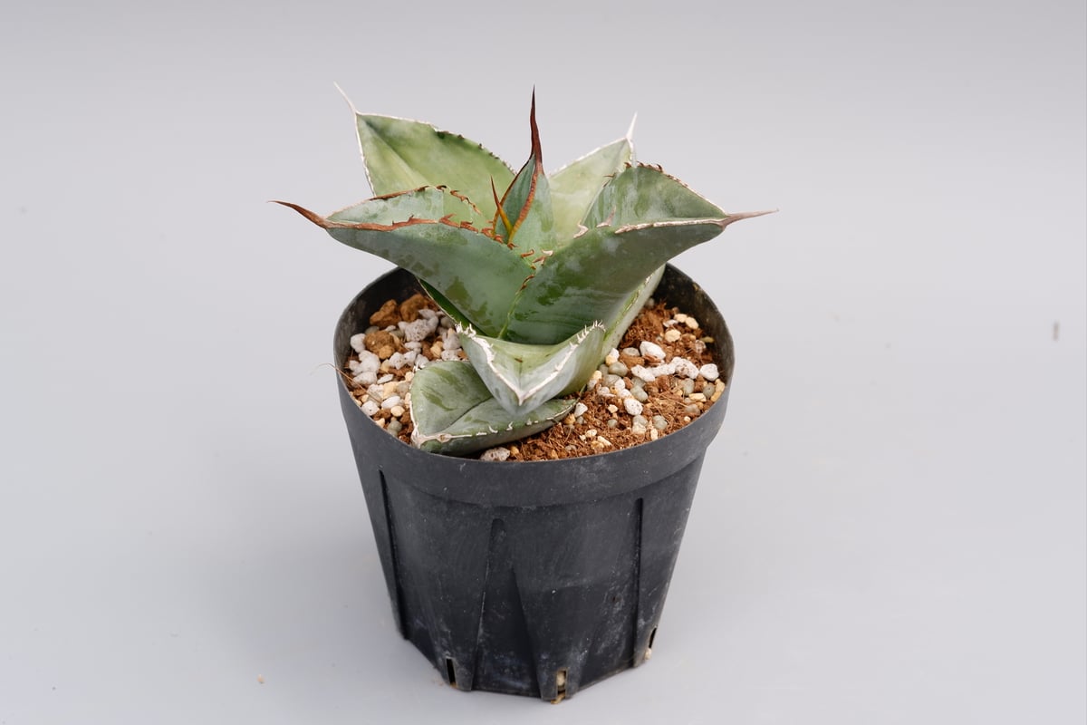 アガベ チタノタ HOWAITOAIsU Agave titanota white ice アガベ チタノタ ホワイトアイス