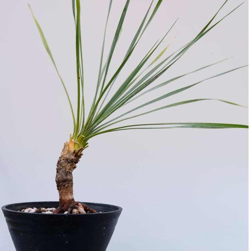 ユッカ ロストラータ 003【幹立ち】 Yucca Rostrata | Sunny Branch