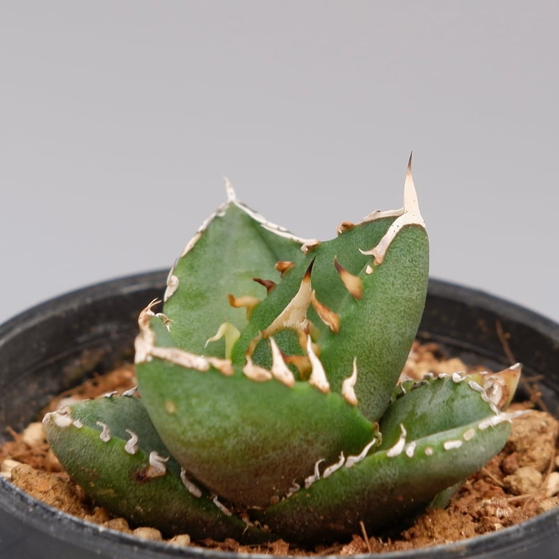 アガベ オテロイ 実生株 Agave oteroi seeding 096 | Sunny