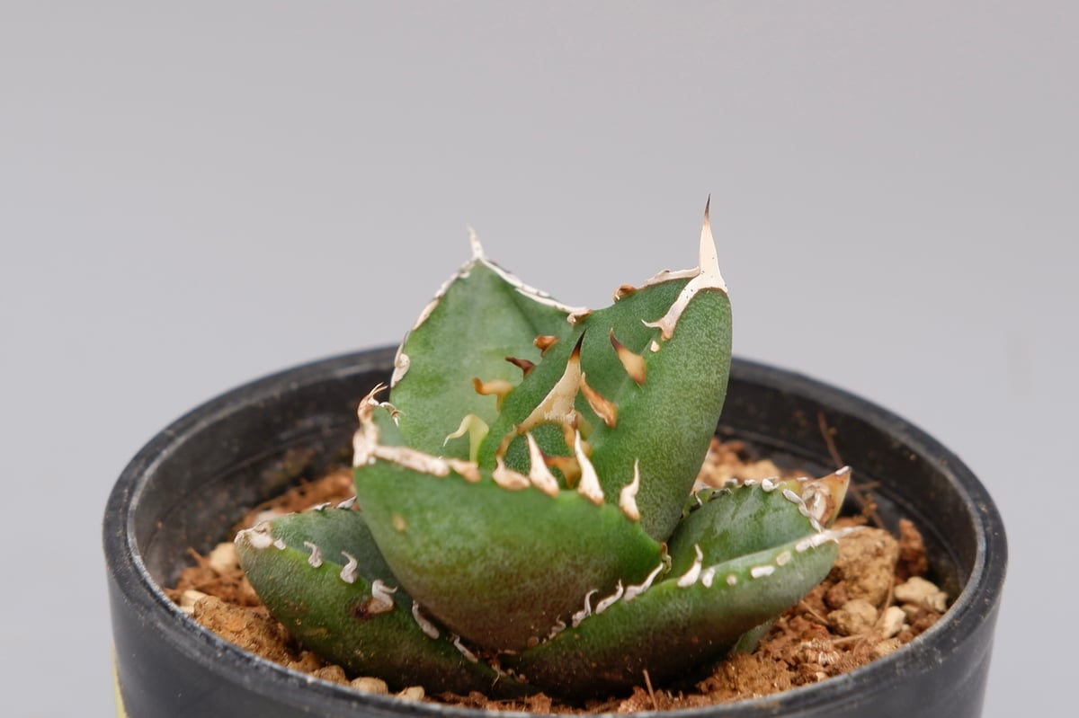 アガベ　オテロイ　実生 025 アガベ オテロイ 実生 inp 育成記録｜🍀GreenSnap（グリーンスナップ）