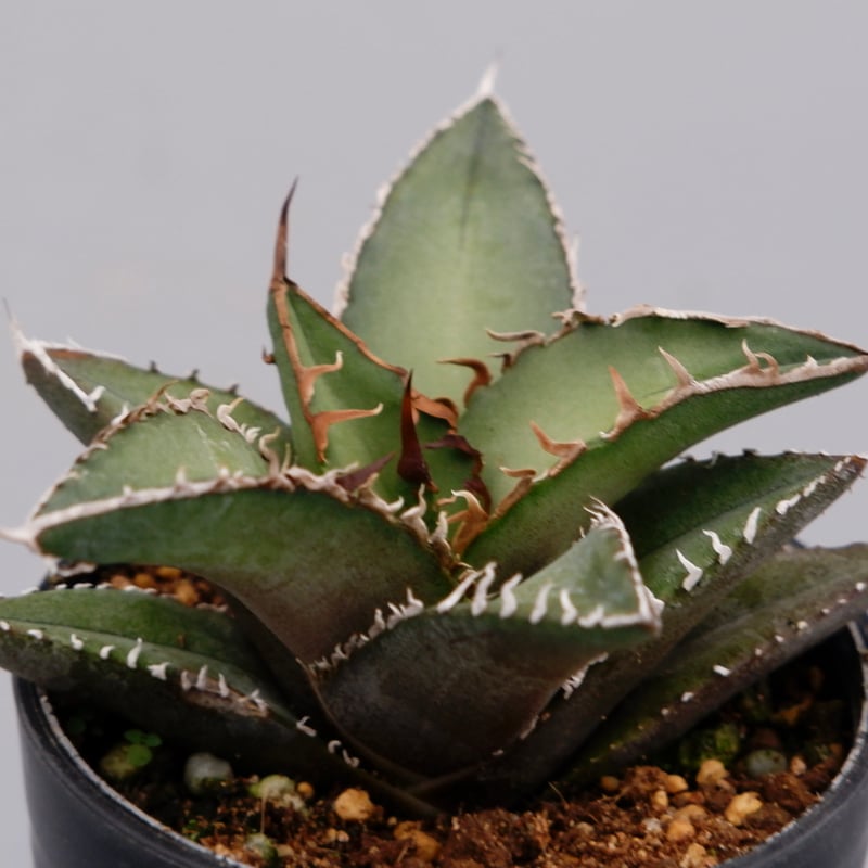 オテロイ実生 アガベ オテロイ 実生 agave oteroi seeding – BARBAS Plants Lab.