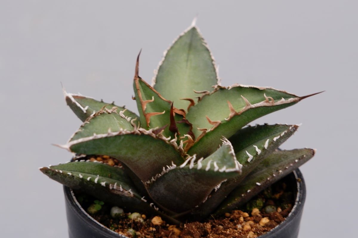 アガベ　オテロイ　実生 アガベ オテロイ 実生株 Agave oteroi seeding 050 | Sunny