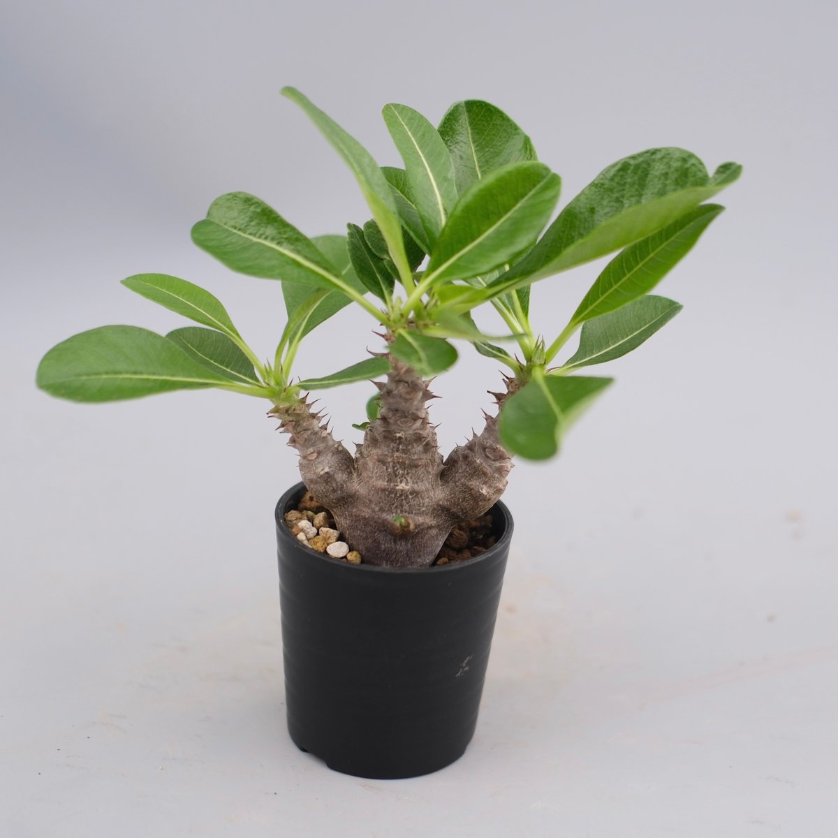 パキポディウム ウィンゾリー 実生株 061 Pachypodium windsorii |