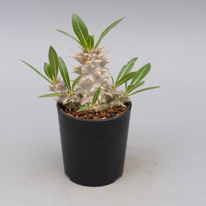 パキポディウム ホロンベンセ 実生株 004 Pachypodium horombense |