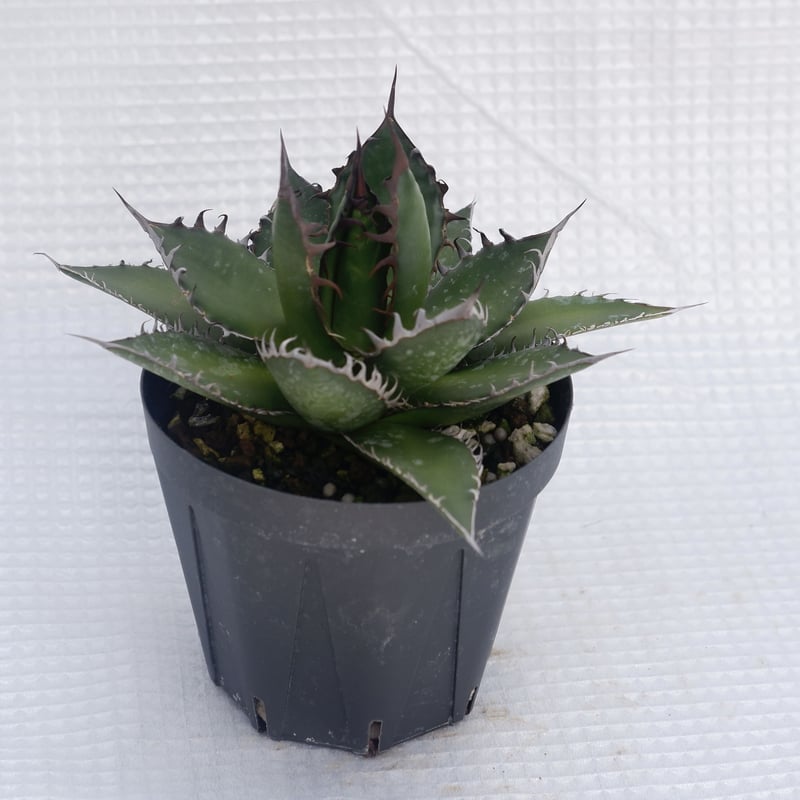 アガベホリダ極上株 Agave horrida No.AHRD024 アガベ ホリダ