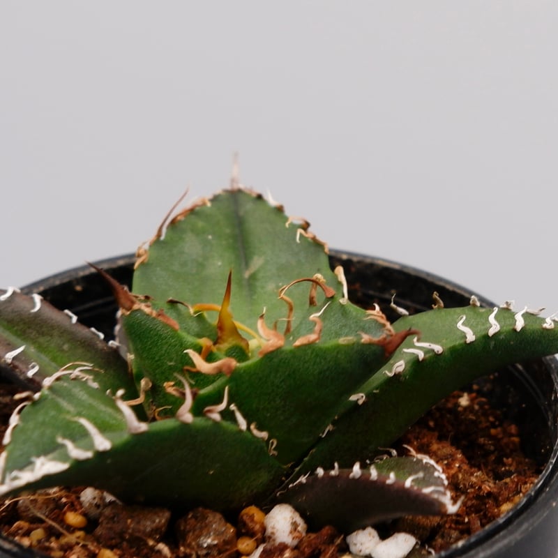 アガベ チタノタ シーザー Agave titanota caesar 093 | Sunny