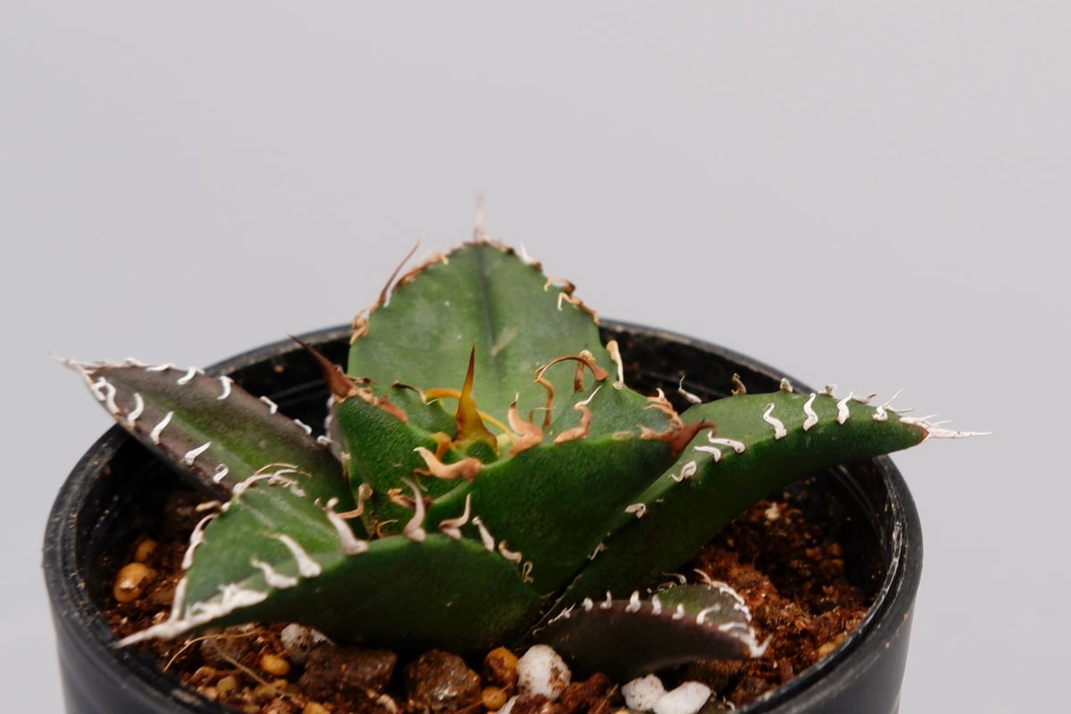 アガベ　チタノタ シーザー 作り込み agave titanota ceaser アガベ チタノタ シーザー Agave titanota caesar 093 | Sunny