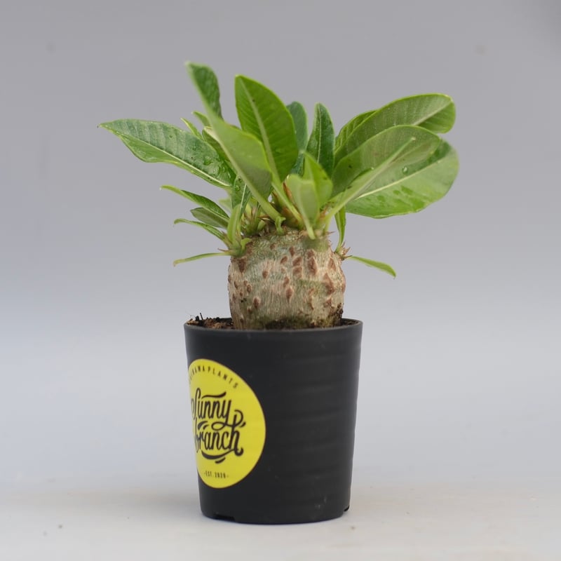 パキポディウム ウィンゾリー 実生株 092Pachypodium windsorii | S