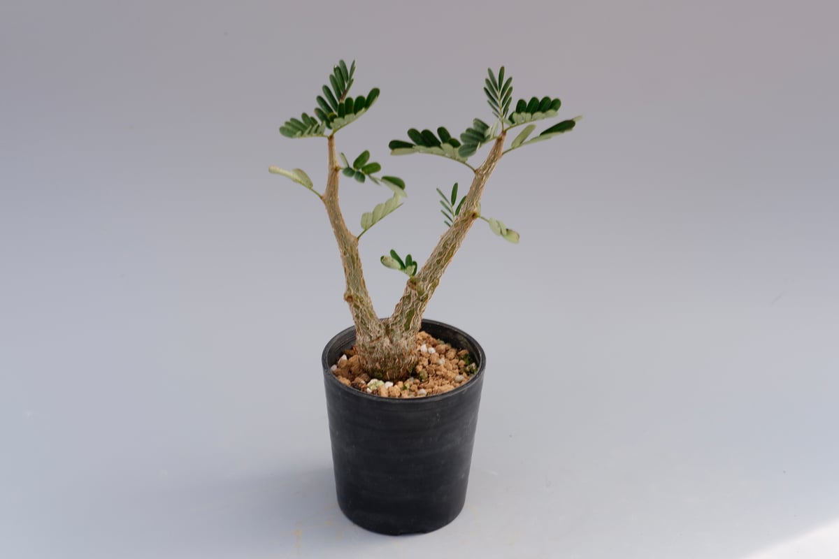 センナ メリディオナリス 実生株 Senna meridionalis 004 | Sunny