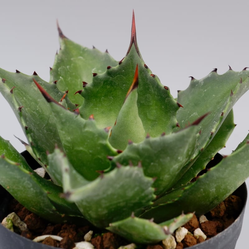 アガベ サロモニー・アガベ マグニフィカ 005 Agave salomonii Agave