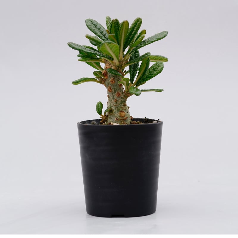 ドルステニア ギガス005 Dorstenia gigas | Sunny Branch