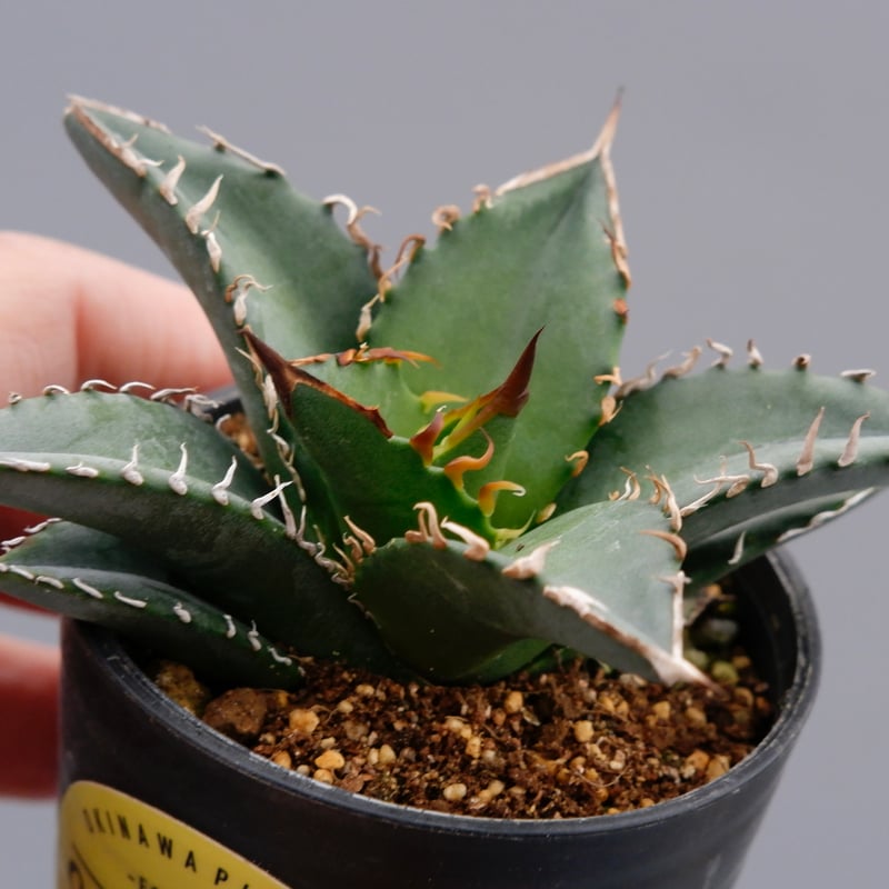 アガベ オテロイ 実生株 Agave oteroi seeding 057 | Sunny