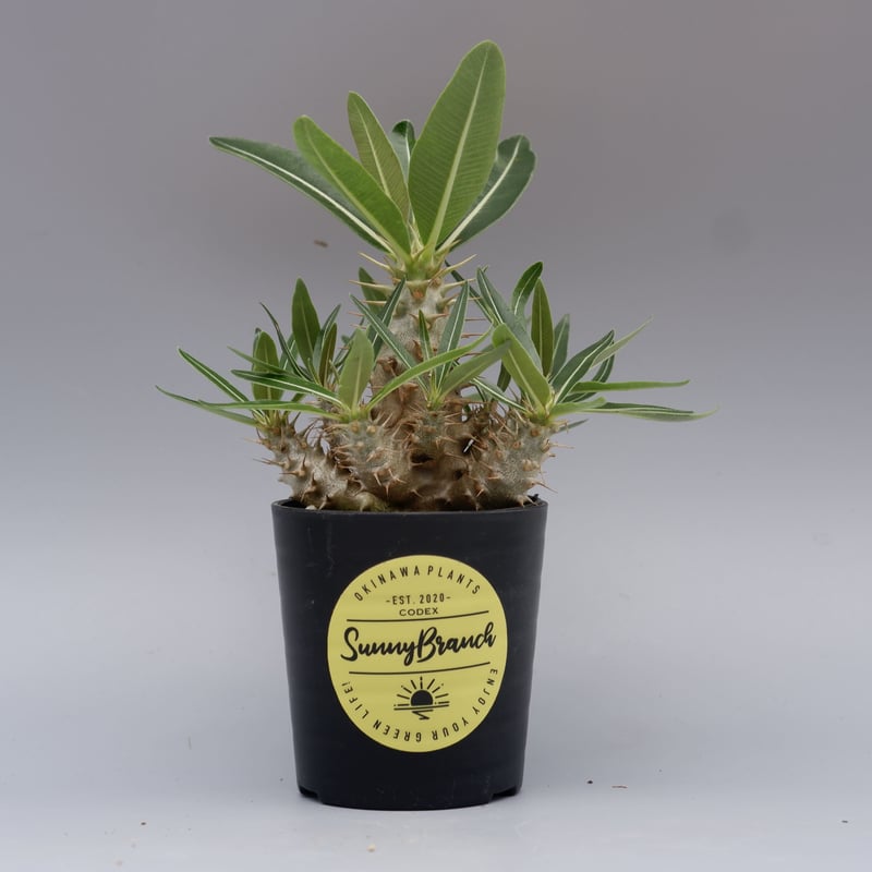 パキポディウム カクチペス 実生 パキポディウム カクチペス 実生 ① | hanayoshi-botanical