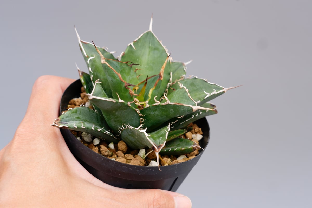 アガベ オテロイ 実生株 Agave oteroi seeding 095 | Sunny