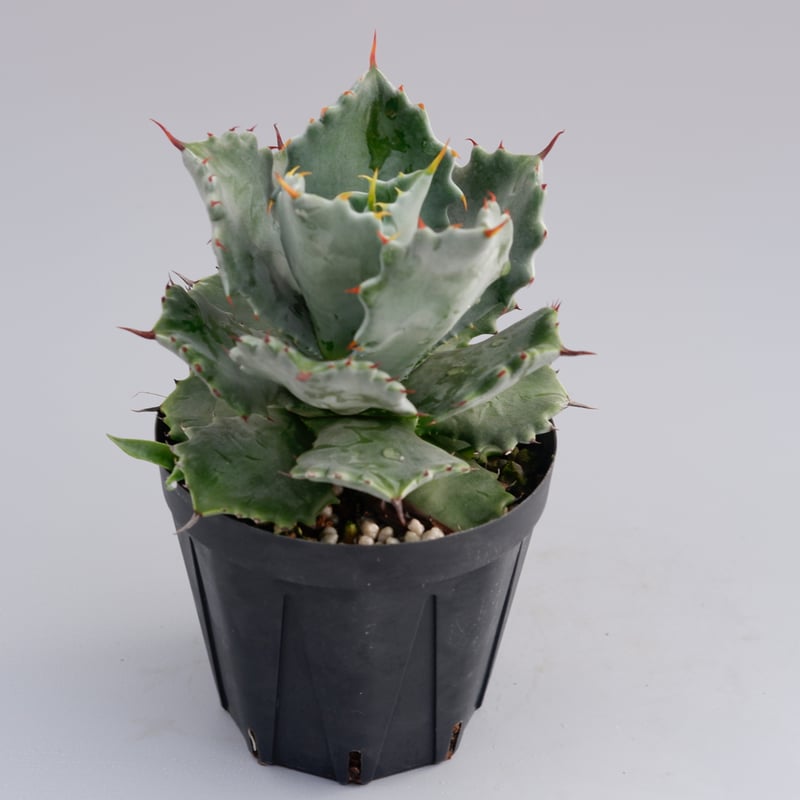 アガベ イシスメンシス 白玉 レア 子株 アガベ イシスメンシス 白玉