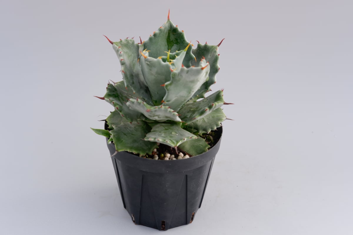 三島イシスメンシス　子株出品 子株付き アガベ イシスメンシス 実生株 Agave isthmensis | Sunny