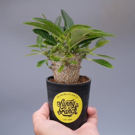 パキポディウムウィンゾリー | STORES