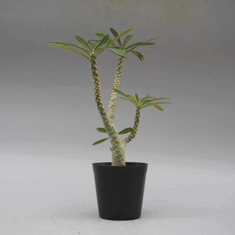 ドルステニア ギガス031 Dorstenia gigas | Sunny Branch