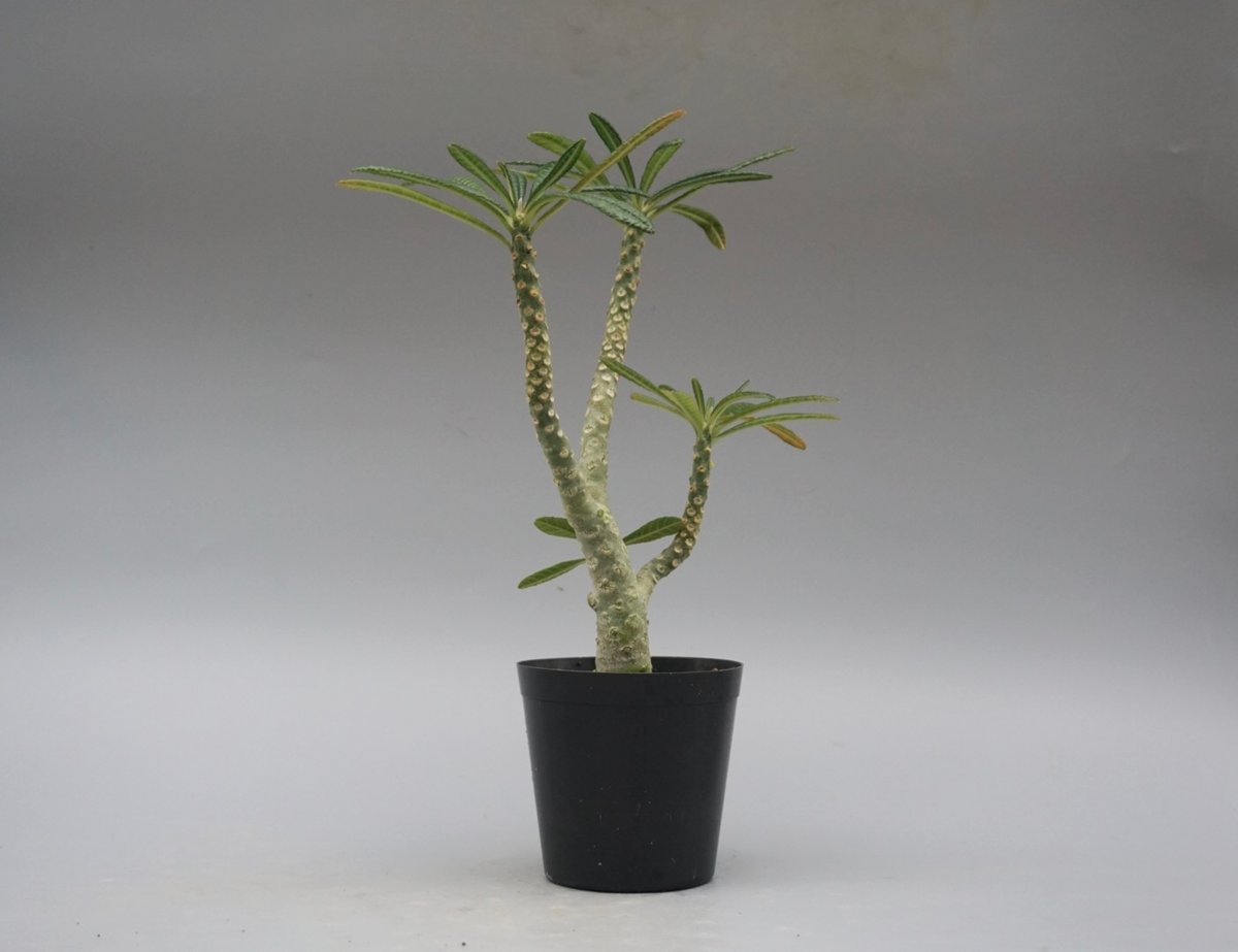 ドルステニア ギガス031 Dorstenia gigas | Sunny Branch