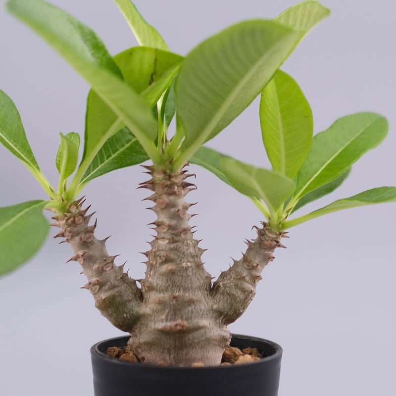 パキポディウム ウィンゾリー 実生株 060 Pachypodium windsorii |