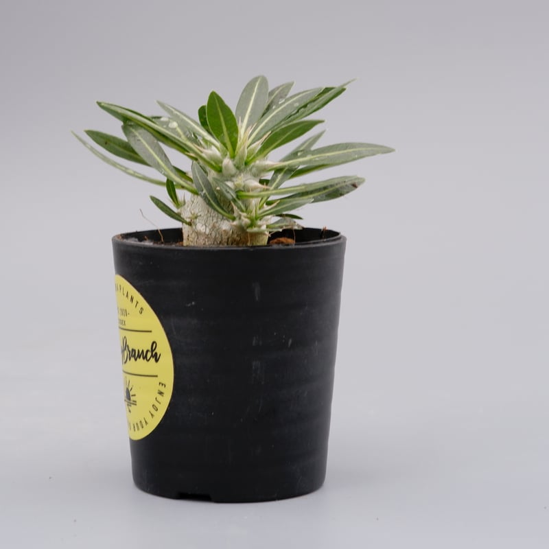 パキポディウム ロスラーツム 双頭 実生株 001 Pachypodium