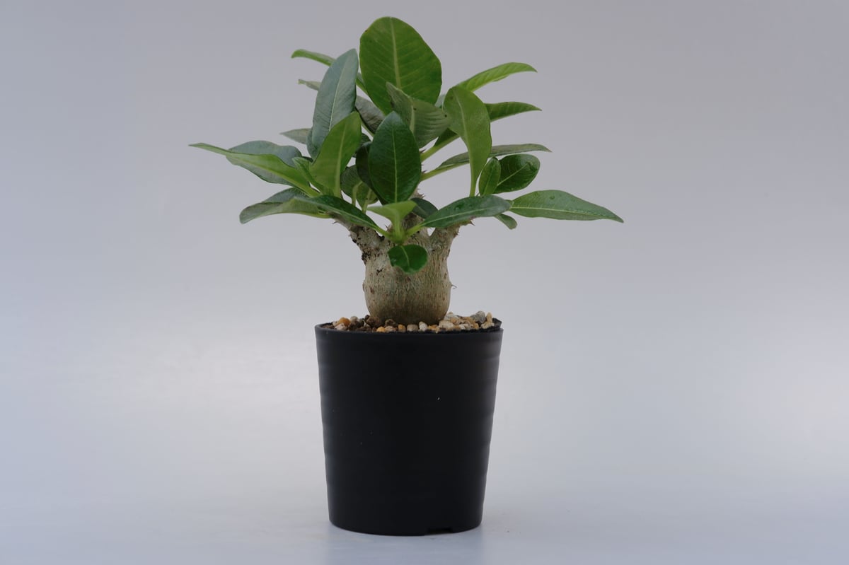 パキポディウム ウィンゾリー コーデックス：パキポディウム ウィンゾリー 国内実生*葉幅14cm 現品