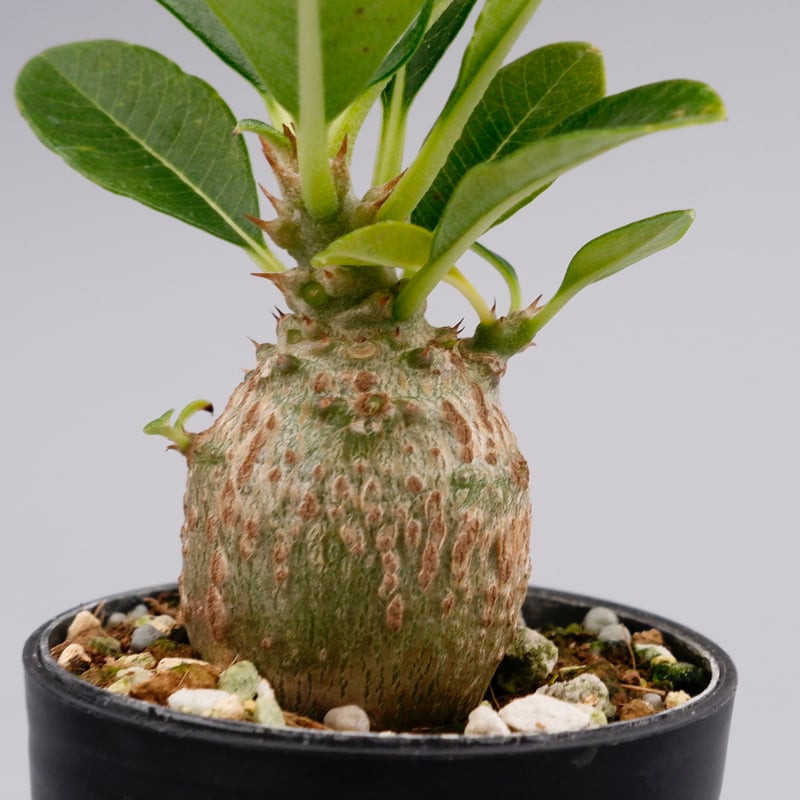 パキポディウム ウィンゾリー 実生株 016 Pachypodium windsorii |