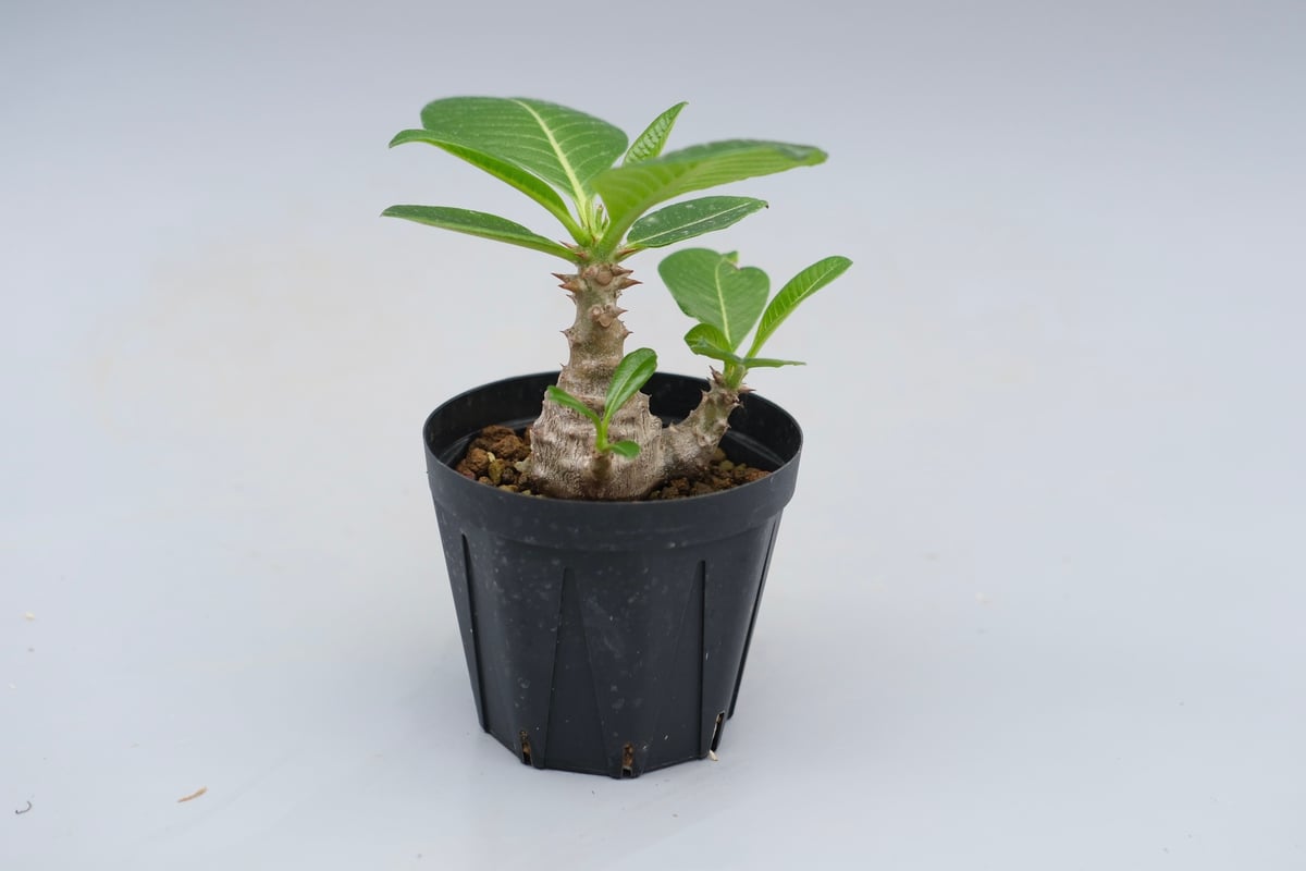 パキポディウム ウィンゾリー 実生株 040 Pachypodium windsorii |