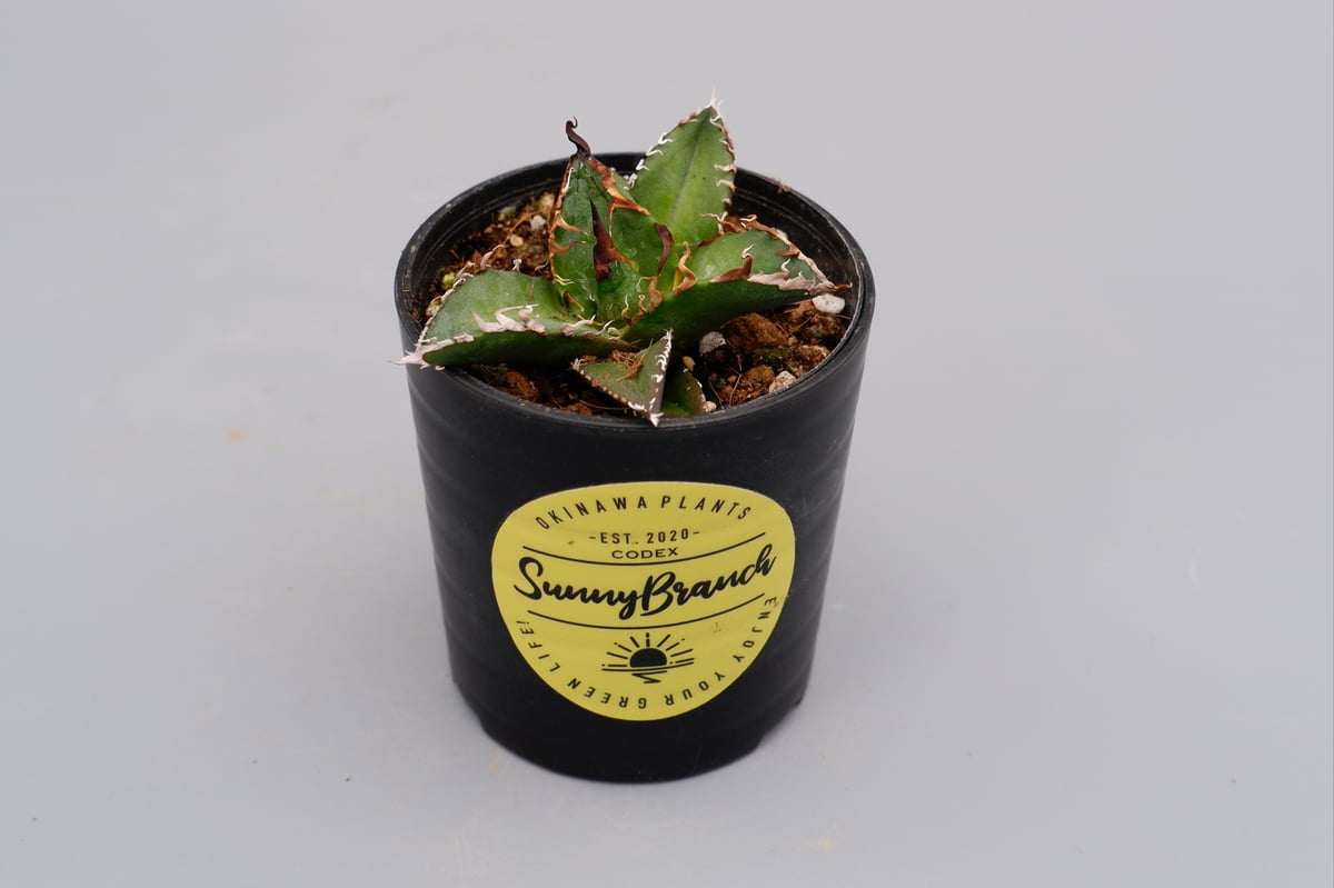 Agave titanota ‘Caesar’ シーザー アガベ チタノタ シーザー / Agave titanota 'Caesar' #50 | D