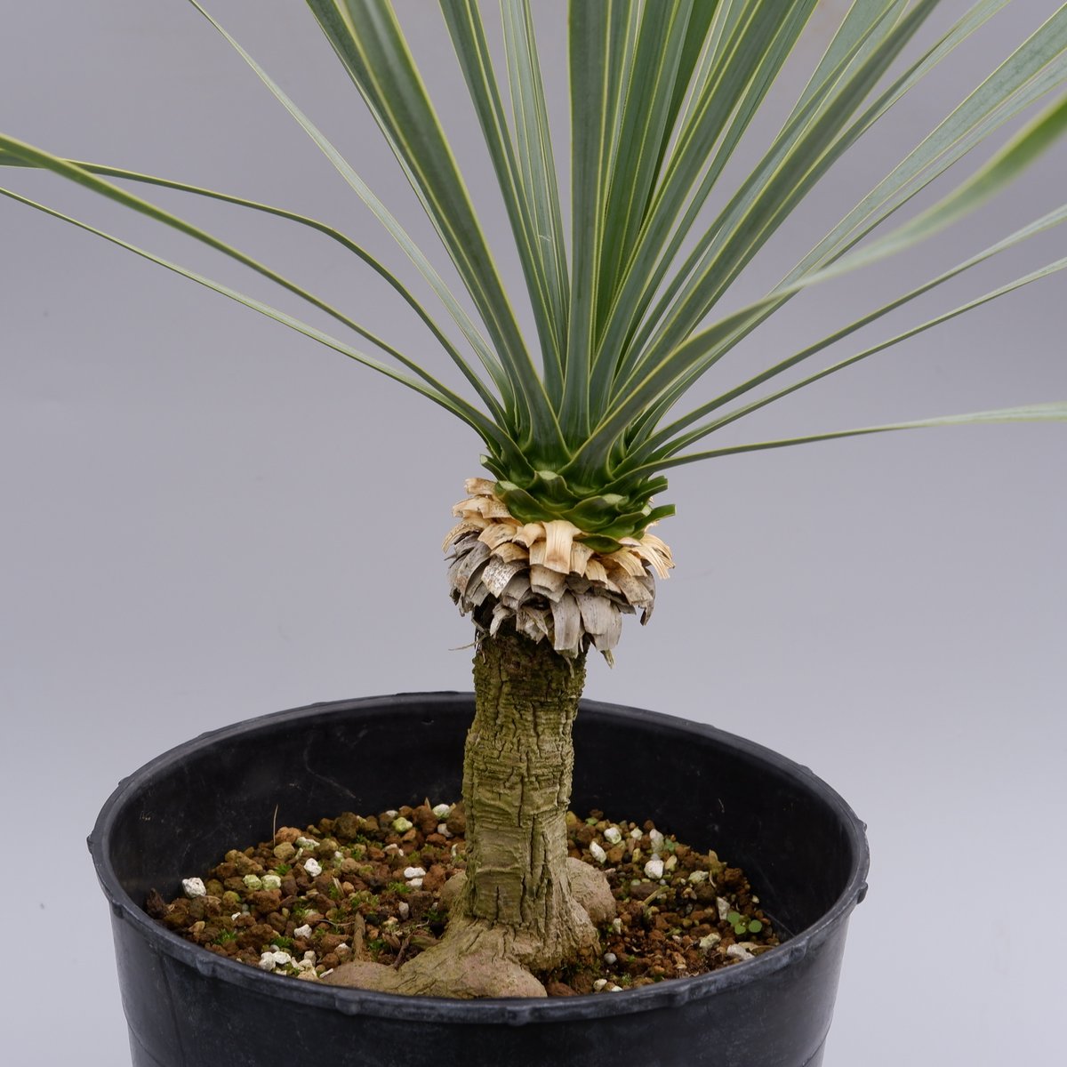 ユッカ ロストラータ 実生株 Yucca Rostrata 005 | Sunny Branch