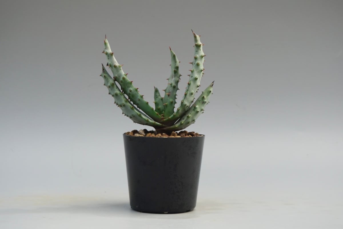 マルロシー（鬼切丸）の超美形の特大株【縦横30センチ】 アロエ マルロシー 鬼切丸 Aloe marlothii 002 | Sunny Branch