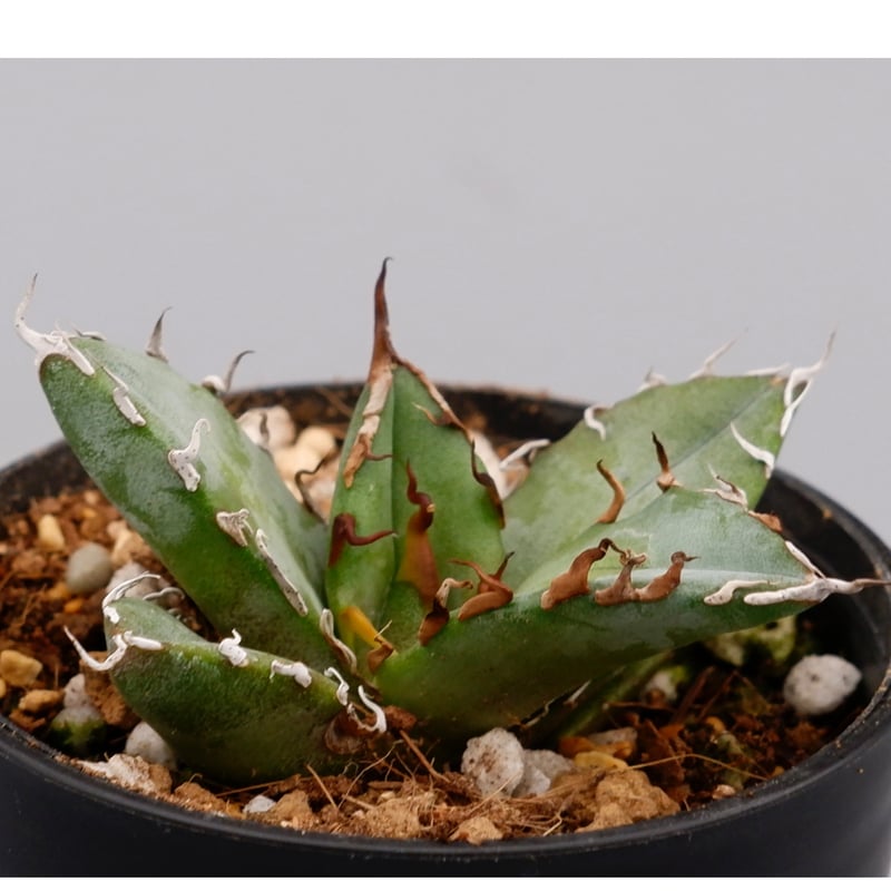 アガベ オテロイ 実生株 Agave oteroi seeding 067 | Sunny