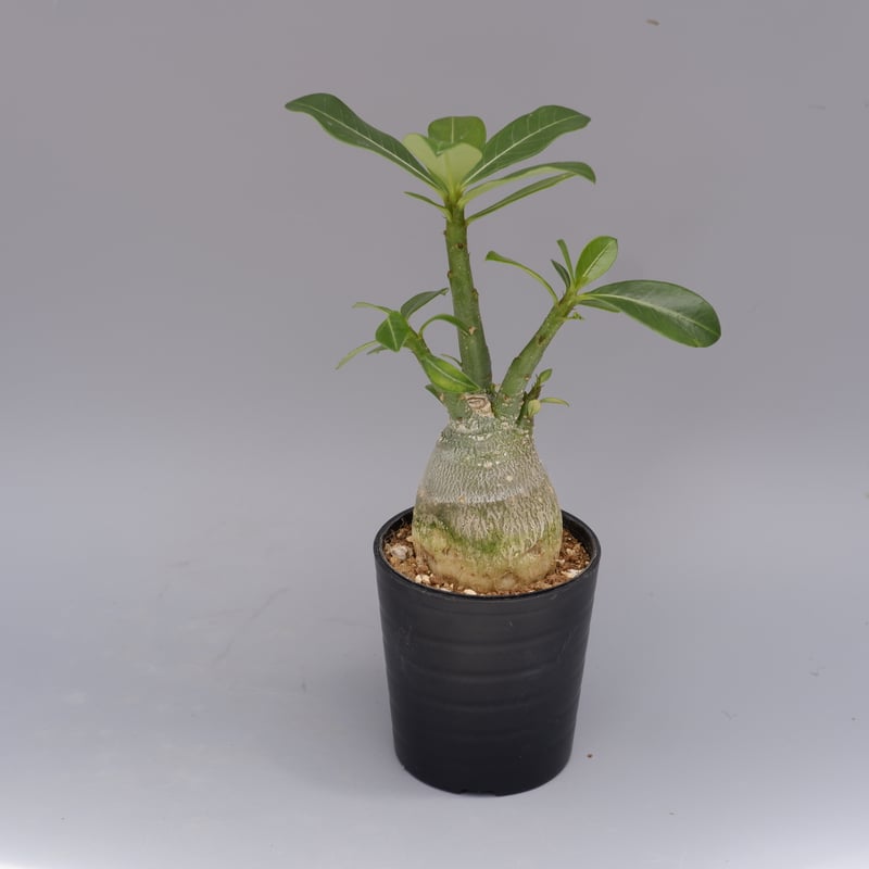 アデニウム ソマレンセ 実生株 Adenium somalense 003 | Sunny B