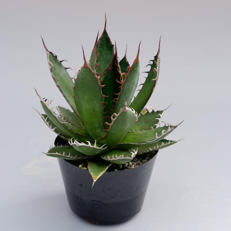 アガベ ホリダ 032 Agave horrida 強棘 | Sunny Branch