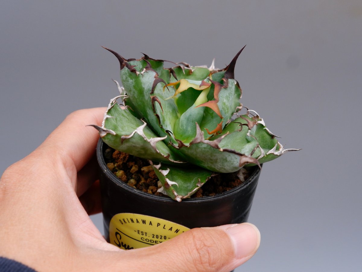 アガベ チタノタ ブラックアンドブルー Agave titanota BB 093 | Sun