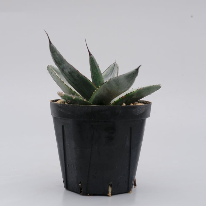 アガベ シャークバイト002 Agave Sharkbite | Sunny Branch