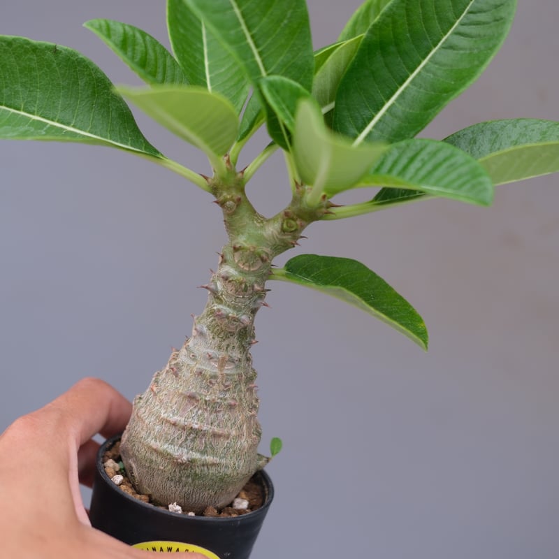 パキポディウム ウィンゾリー 実生株 078 Pachypodium windsorii