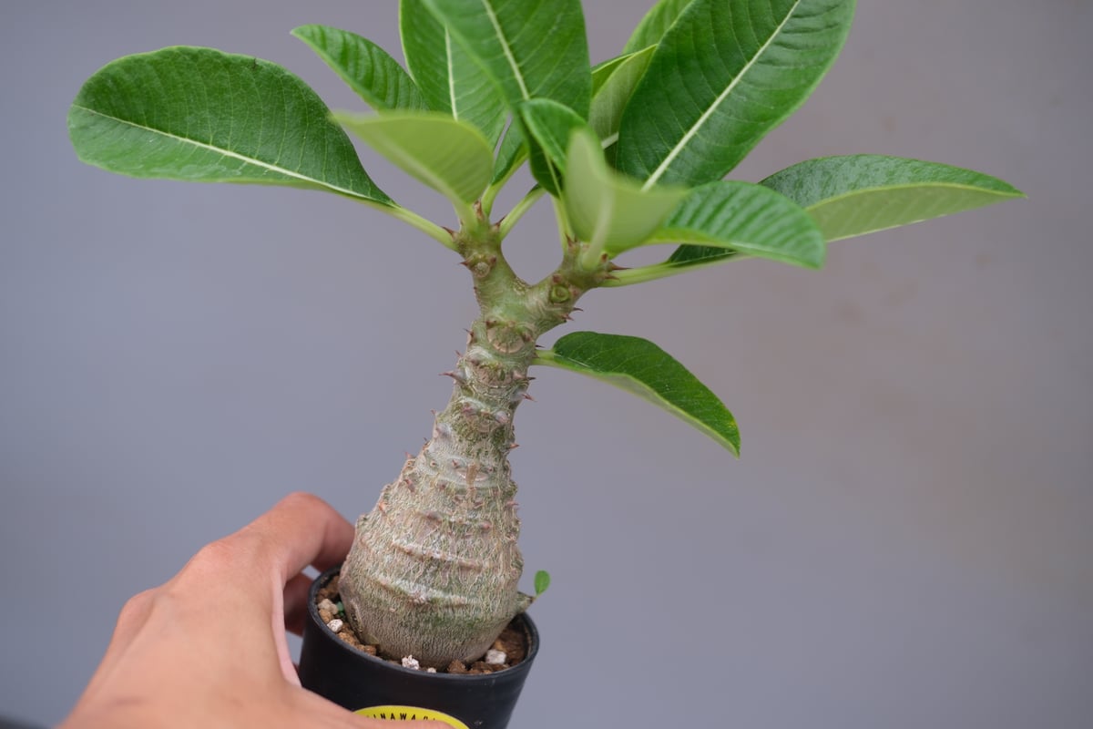 パキポディウム ウィンゾリー 実生株 078 Pachypodium windsorii |