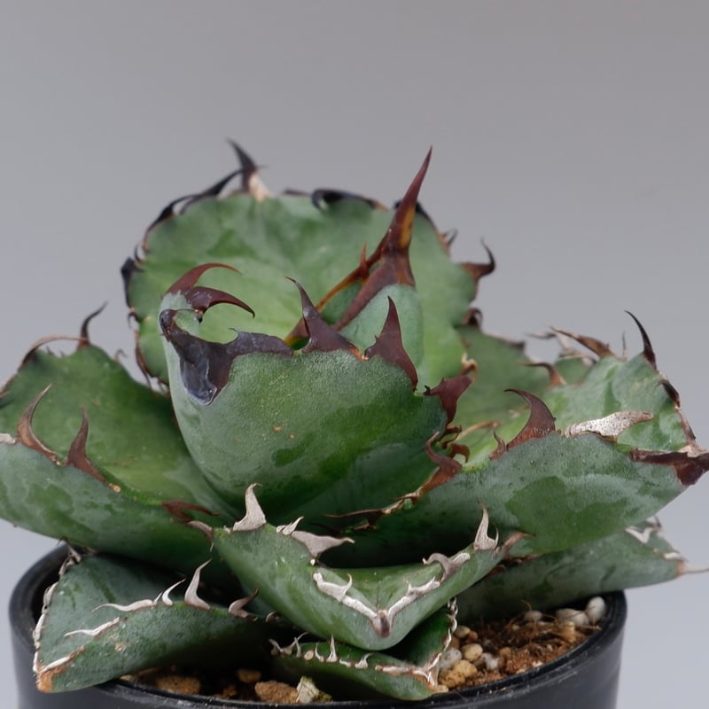 アガベ チタノタ ブラックアンドブルー Agave titanota BB 084 | Sun