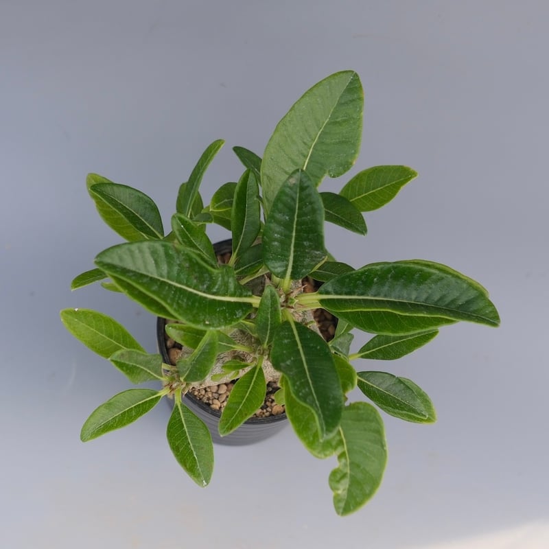 パキポディウム ウィンゾリー 実生株 094 Pachypodium windsorii |