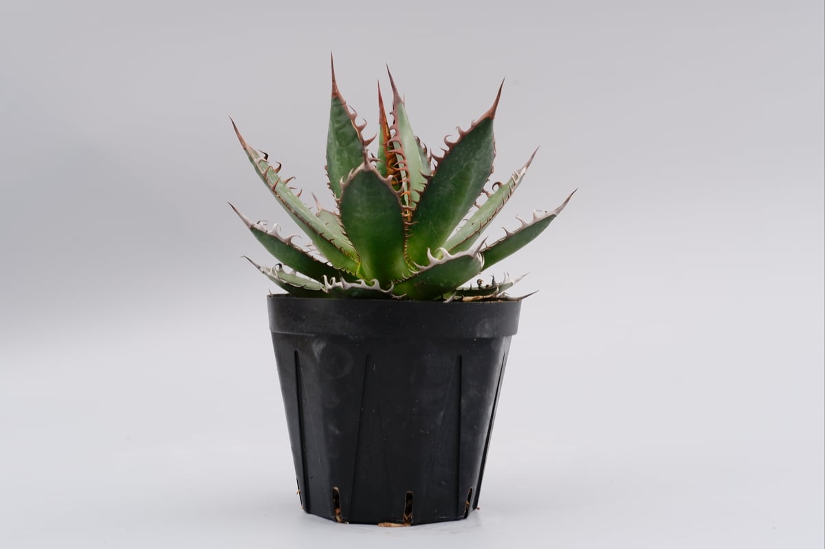 ガ*ブ様 特価品！アガベ　ホリダ大株　強棘 アガベ ホリダ 035 Agave horrida 強棘 | Sunny Branch