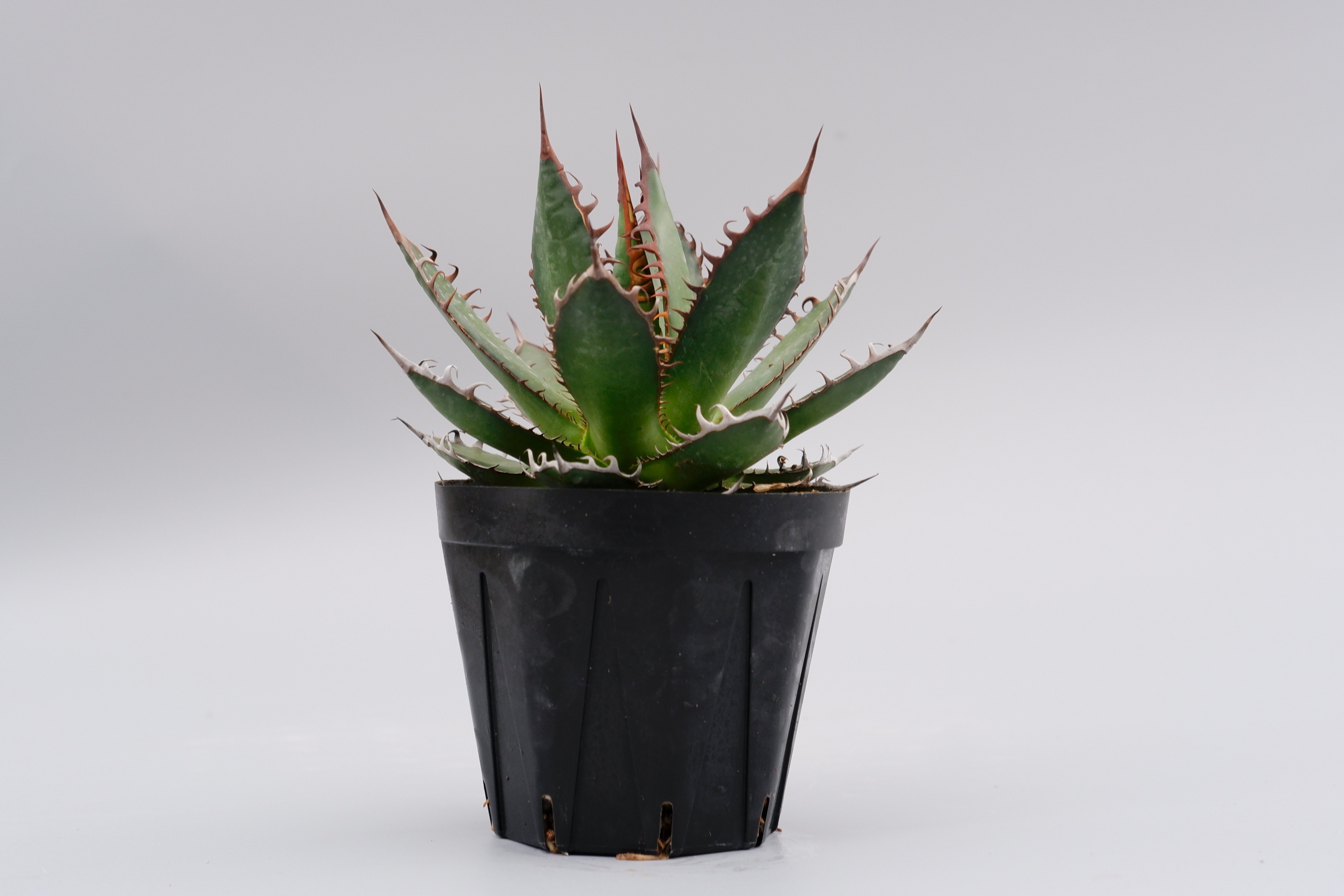 Y*Y様 159 アガベ ホリダ 極上株 極上強刺 Agave horrida アガベ ホリダ 035 Agave horrida 強棘 | Sunny Branch